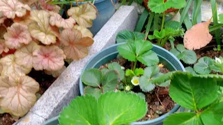 「面包花园日记」花期遇到连续阴雨，草莓需要避雨授粉吗