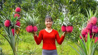 Harvesting Pineapple Fruit Go to market sell - Animal care | Phuong Daily Harvesting
