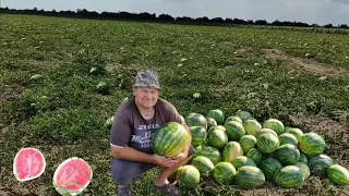 Як знайти що Кавун 100% Стиглий. на що звертати увагу 🍉🇺🇦