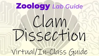 Clam Dissection - Virtual/In-Class Guide - Zoology