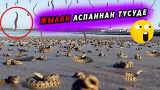 😲Сұмдық!!! АДАМ ТҮСІНБЕЙТІҢ ЖАҒДАЙЛАР🤢/ Қызықты малимет пазл брайн тв смартказак кызыкты видео