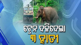 Special Story | Three elephants die after being hit by train in Odisha's Keonjhar