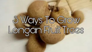 🌳3 Ways To Grow Longan Fruit Trees With 100% Successful Growth!