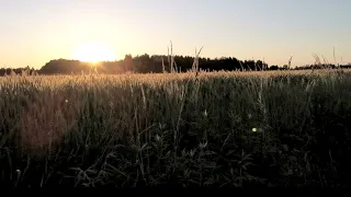 Sielski zachód słońca nad łanami. Śpiew ptaków i koników polnych. Relaksujące odgłosy natury. Spokój