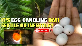 HOW TO CANDLE PARAKEET EGGS