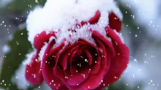 Conway Twitty - The Rose