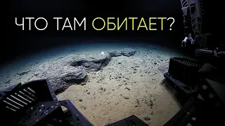 ЧТО ОБНАРУЖИЛИ ГЛУБОКО ПОД ЗЕМЛЕЙ? КТО ТАМ ОБИТАЕТ?