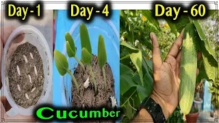 Best method to grow Cucumber Plants from seeds at home - From seedlings to harvesting 60 days update