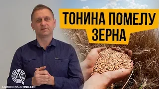 Тонина помелу зерна при годівлі свиней