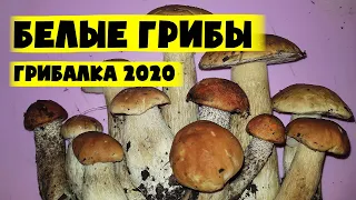 Поход за грибами 2020. Сбор белых грибов. Мощная грибалка