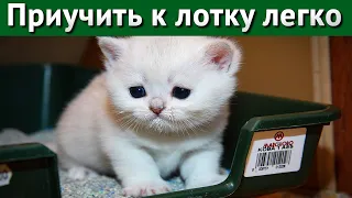 Как приучить котенка к туалету - лотку.