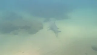 Sandbar Sharks - Olga - 20/5/2022