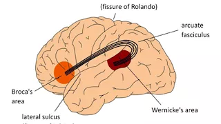 Untold Stories: The Women Pioneers of Neuroscience in Europe