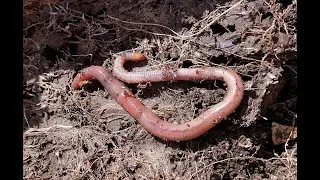 the importance of earthworms