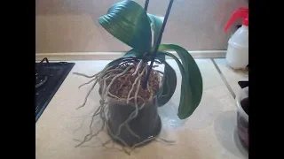 Орхидеи: Пересадка (омоложение) взрослой орхидеи моей подруг в закрытую систему (ЗС)