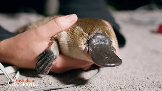 See juvenile platypus discovered in Sydney's Royal National Park