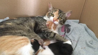 Mom cat biting her crying baby kitten