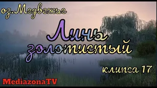 Русская Рыбалка 4 Где Клюет ? оз Медвежье Линь Золотистый 06.11