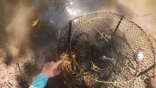 Catching *Giant* Mud Crabs Northern Queensland- Ep3