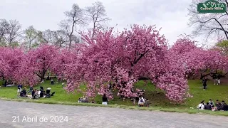 Flor de cherry en el parque de New York