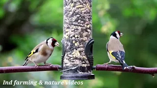 Beautiful Golden Pheasants and Wading Birds | i love nature | ind #farming_and_nature_videos