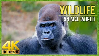 4К😸Удивительный , Красочный мир животных 🐘Amazing Animal World , Wildlife in High Quality 4K video