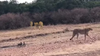 Cheetah cub survives from lion pride