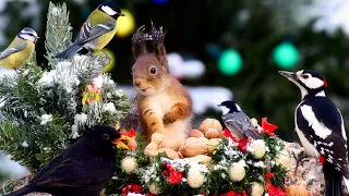 Xmas Basket for Forest Friends 10 hours Cat & Dog TV