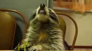 Raccoon eats at the table! Енот кушает! HD