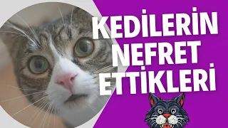 Kedilerin Nefret Ettiği 11 Şey