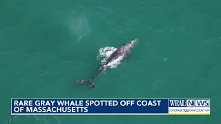 Whale not seen in 200 years spotted in New England waters