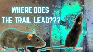 UV TRACKING DUST FOR RATS & MICE. How we use UV to find out why you have rats in your walls or roof!