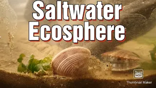 Saltwater Ecosphere,with a surprise guest
