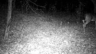 Most Compelling and Clear Bigfoot Sounds Ever Caught On Tape (Sierra Sounds)