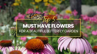 Creating a Beautiful Butterfly Garden : 5 Must Have Flowers and Plants 😍🌼🌸