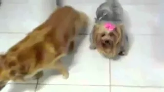 Cachorra dedura outra na maior cara de pau