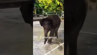 The end 🥹😂#cat #dog #animal #elephant #animal #funnyanimals #funnyvideos #funny #catsoftiktok