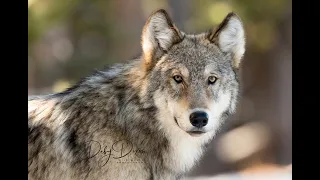 Looking for the Wapiti Wolves in Yellowstone