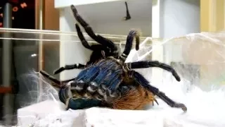 Vidéo Express / Mue de Chromatopelma cyaneopubescens