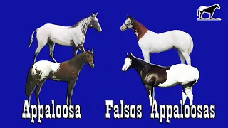 Los Falsos Appaloosas (Caballos Splash) 🐴-Del Cerro Soy