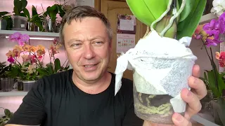 новая орхидея ПОСЛЕДНЯЯ в ЭТОМ ГОДУ распаковка и обзор ОБАЛДЕННОЙ орхидеи