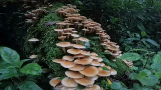 Plenty Of Mushrooms On The Way To The Hidden Waterfalls 😄