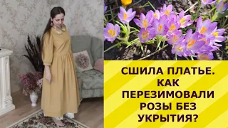 ДЕЛА САДОВЫЕ И ДОМАШНИЕ. СШИЛА ПЛАТЬЕ. КАК ПЕРЕЗИМОВАЛИ РОЗЫ БЕЗ УКРЫТИЯ?