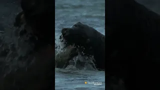 These savage seal fights can last for over 10 minutes | Smithsonian Channel #Shorts