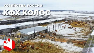 Хозяйства России | Обзор фермы | Молочное и мясное животноводство