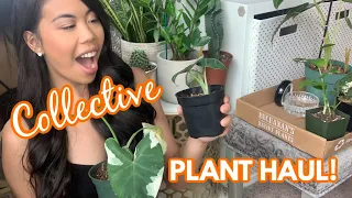 COLLECTIVE UNCOMMON & RARE PLANT HAUL! Etsy, Logee's Greenhouse and Gabriella's Plants