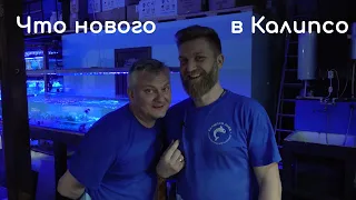 Живность для вашего рифа в Калипсо