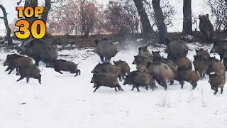 TOP 30 BEST WILD BOAR HUNTING IN WINTER - KIŞIN EN İYİ 30 DOMUZ AVI EN İYİ SAHNELER