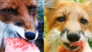 All My Foxes Loves Watermelon