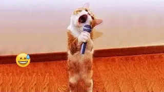 😂 Funniest Dogs and Cats 🐕🤣 Funny Cats Moments 2024 🐕🙀